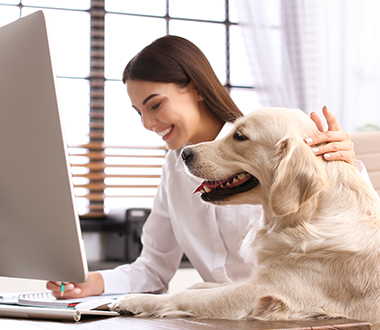 Animals in the Workplace. What Are the Benefits of This Trend and What to Avoid?